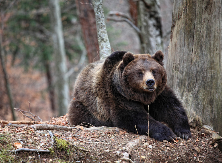 Медведя заметили возле дач в Стрежевом