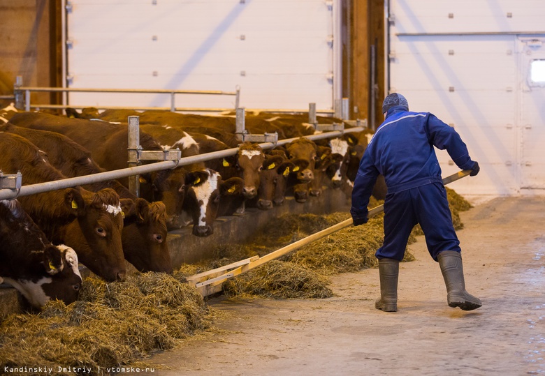 Томские фермеры перевыполнили план по заготовке корма для скота на зиму