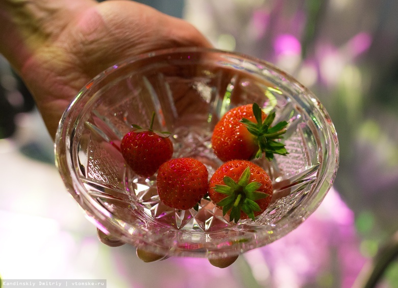 Как выбирать клубнику: признаки спелой ягоды