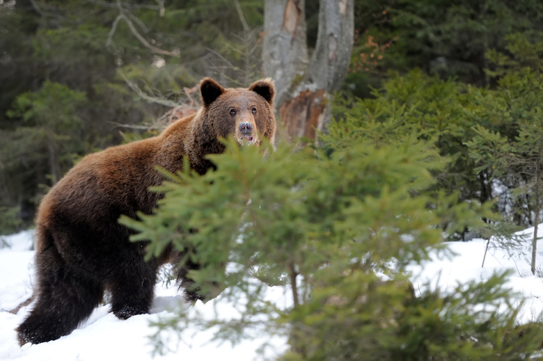 Томские охотники не отстреливали медведя, разбуженного при заготовке леса