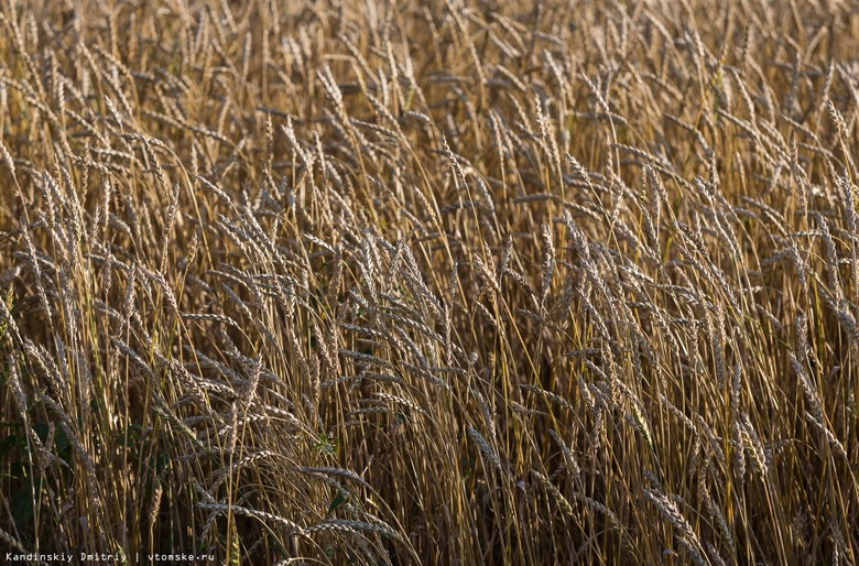 Аграрии собрали с томских полей в 23 раза больше зерна, чем годом ранее