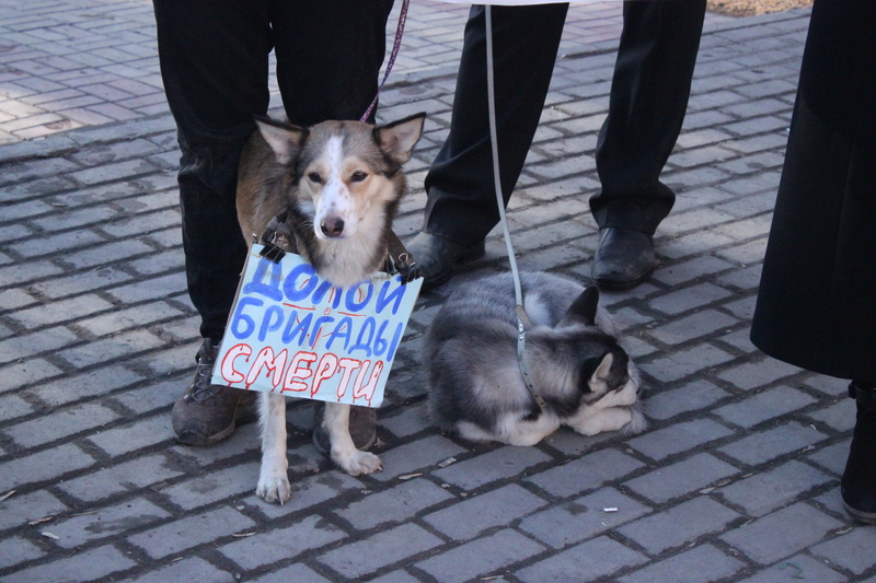 Пикет против уличной «охоты» (фото)