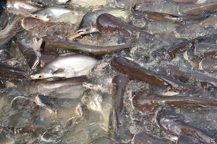 Экологи вернули в водоемы 500 килограммов рыбы