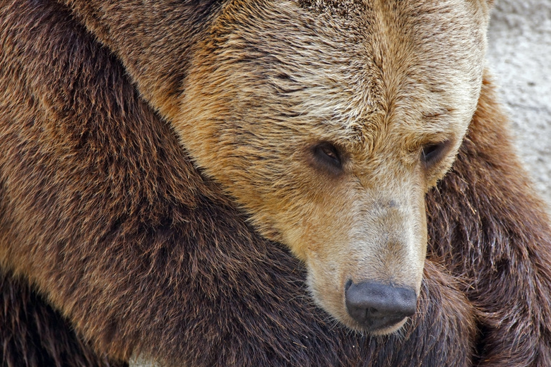 Вчера в Стрежевом на даче охотники отстрелили еще одного медведя