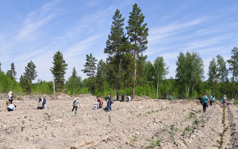 В Тимирязевском лесничестве высадили 20 тыс молодых сосен