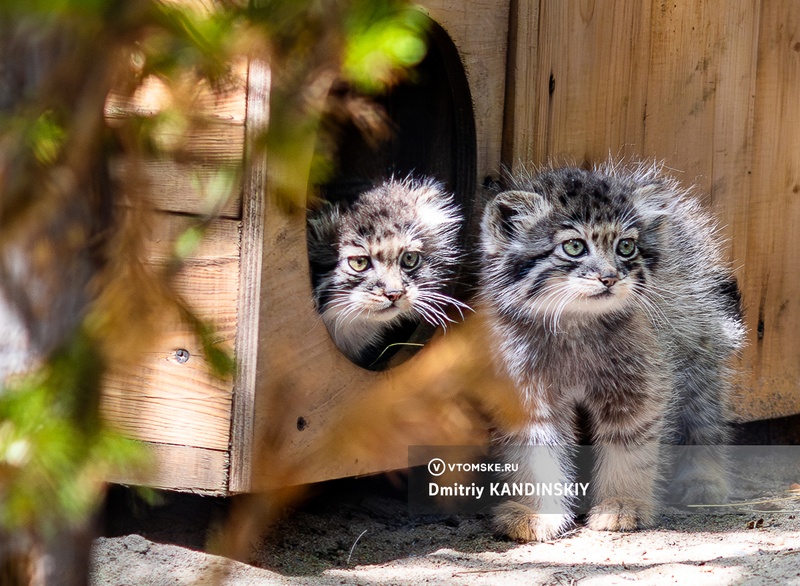 Играют и делают кусь: посмотрите на котят манула и других детенышей Новосибирского зоопарка