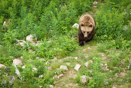 Томский геолог погиб в результате нападения медведя