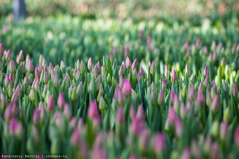 Порядка 2,3 млн тюльпанов вырастили в томской цветочной фирме к 8 марта