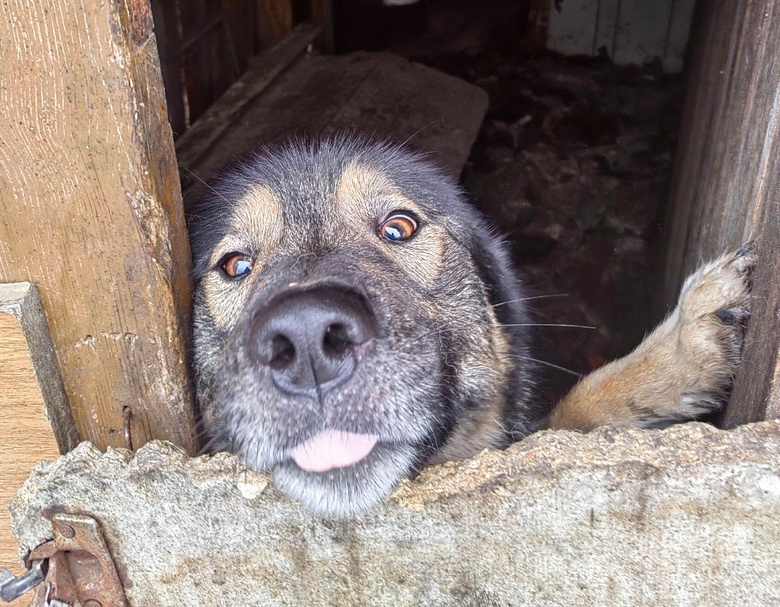 Томские зоозащитники ищут нового хозяина псу Дику. Собака 1,5 года сидела взаперти