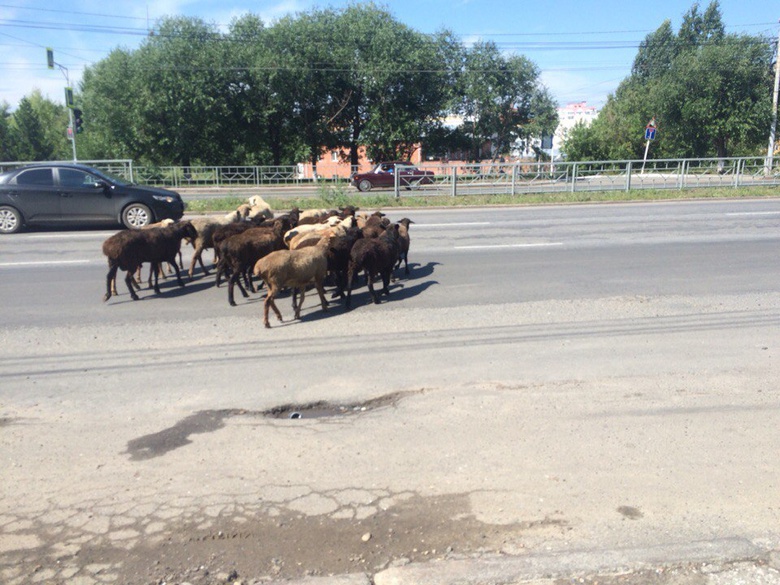 Гуляющие по Каштаку бараны ушли из частного дома