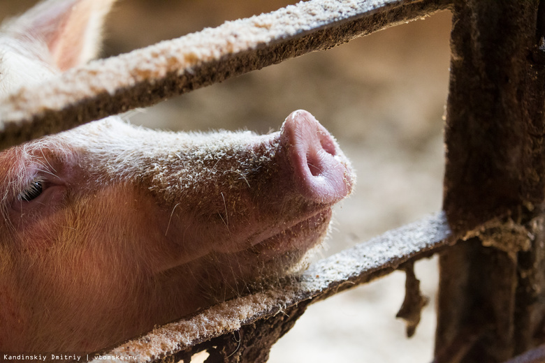 Из горящего здания в томской Черной Речке спасено почти 50 свиней