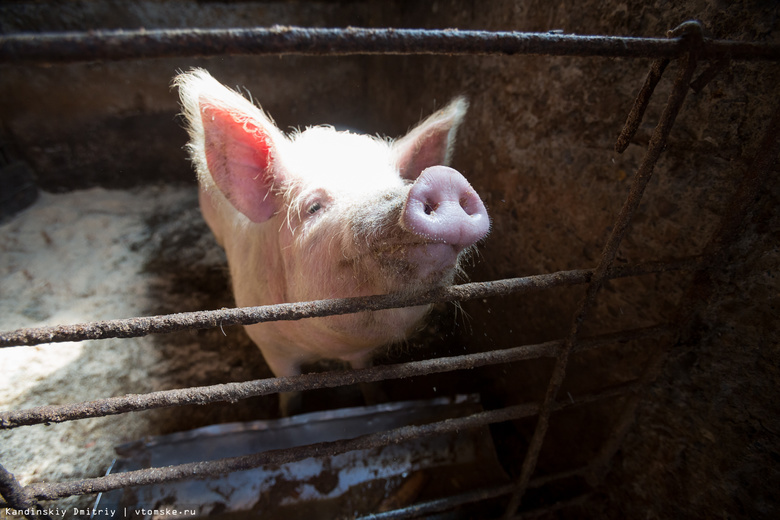 Суд обязал собственника свинофермы в Томской области снести ее из-за нарушений