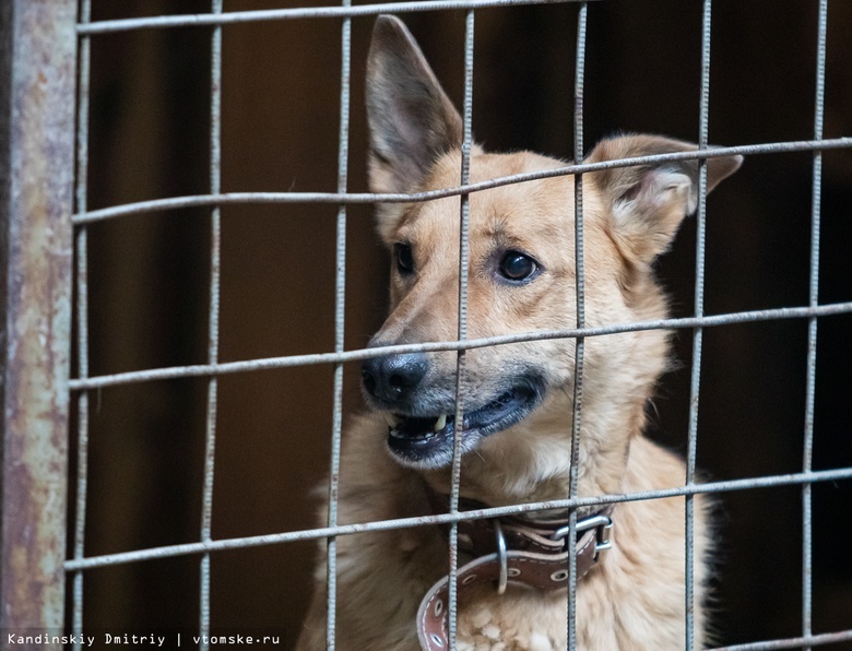 Томск вновь не получил от области денег на строительство приюта для бродячих собак