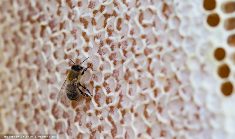 Эксперты: массовой гибели пчел в Томской области удалось избежать