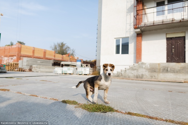 Мэрия: эффективность отлова бродячих собак в Томске «Верным другом» — 10%