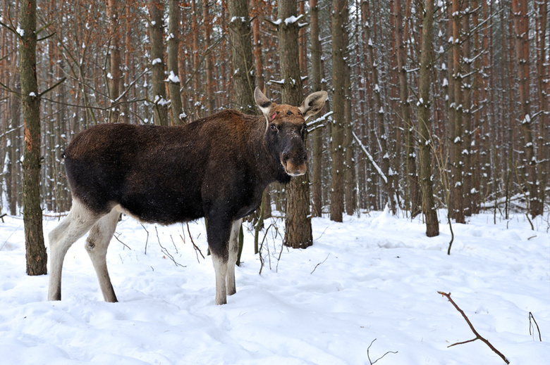 Полиция задержала подозреваемого в незаконной охоте на лося в Томской области