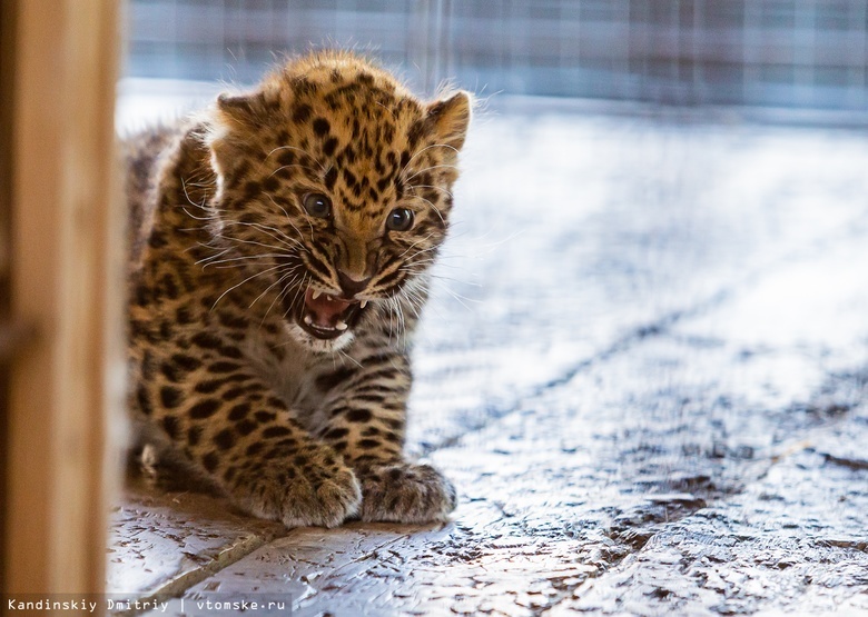 Пятнистое пополнение: детеныши леопарда родились в зоопарке Северска