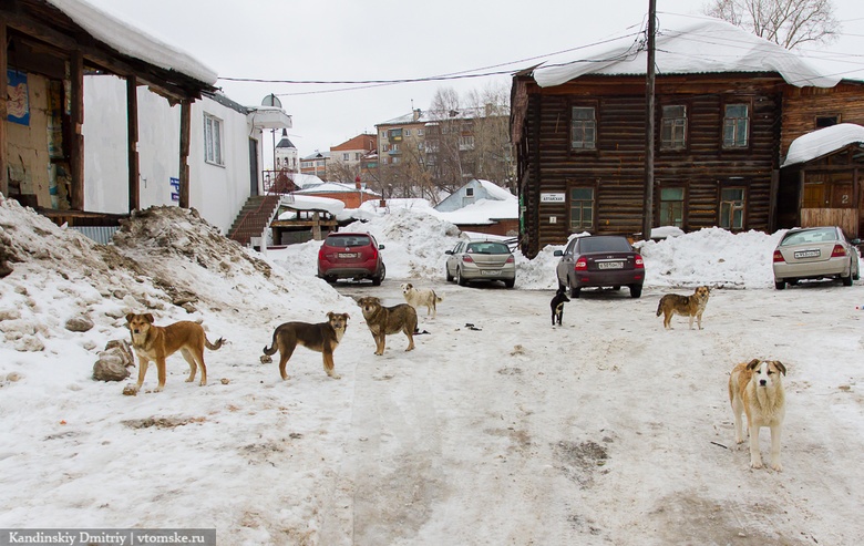 Мэрия: в приюте «Верного друга» нет места для содержания всех безнадзорных собак Томска