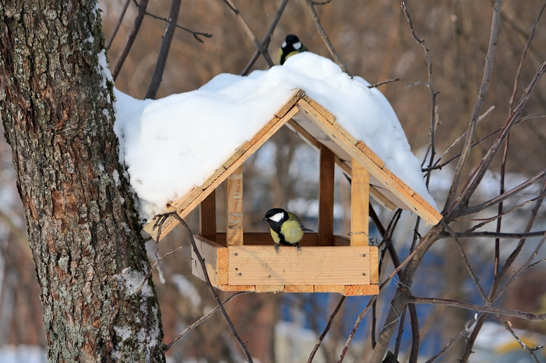 Экологи предлагают дошкольникам покормить птиц в зимний период