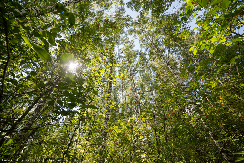 Область выделила Томску 10 млн на проект по развитию лесопарка на Южной