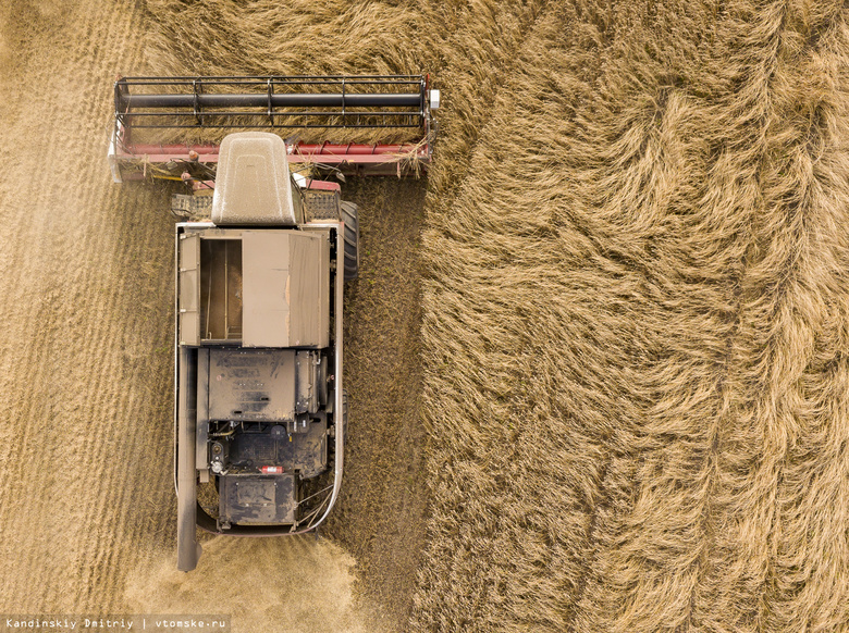 Искусство жатвы: как в Томской области убирают пшеницу