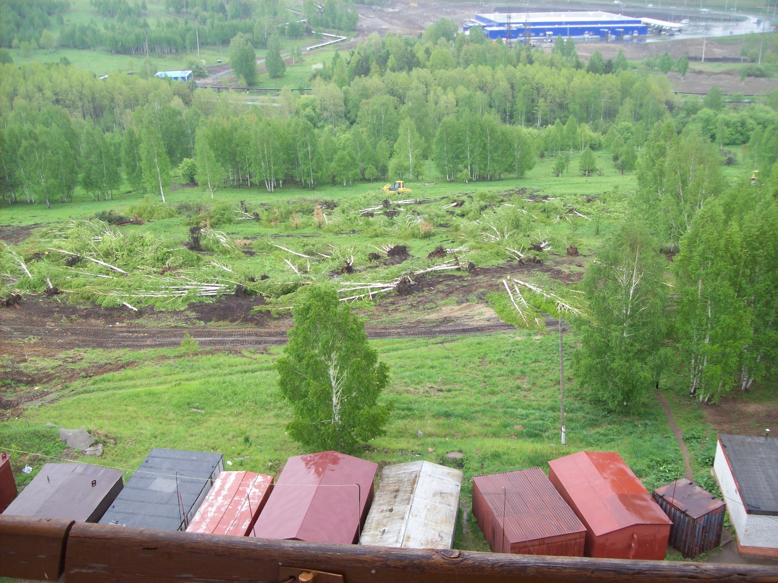 Народные новости: уничтожение берез в Солнечном (фото)