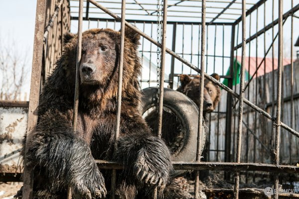 Медведей из «Биоса» сегодня повезут в Москву
