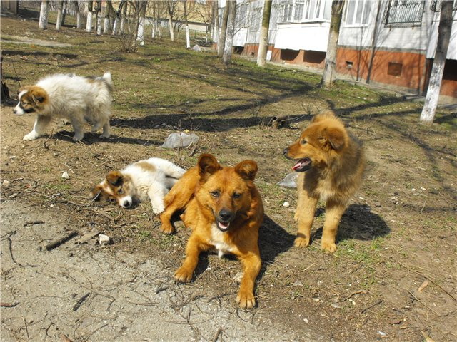В городе появится пункт стерилизации бездомных животных