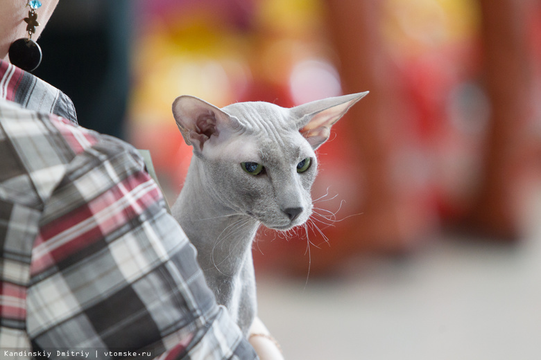 Больше сотни заводчиков представили своих питомцев на выставке кошек в Томске