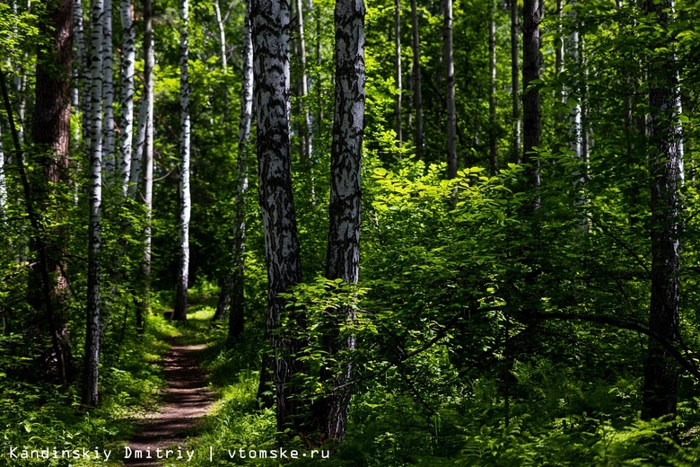 Горожане просят сохранить лес на востоке Томска, где хотят сделать «долину переселенцев»