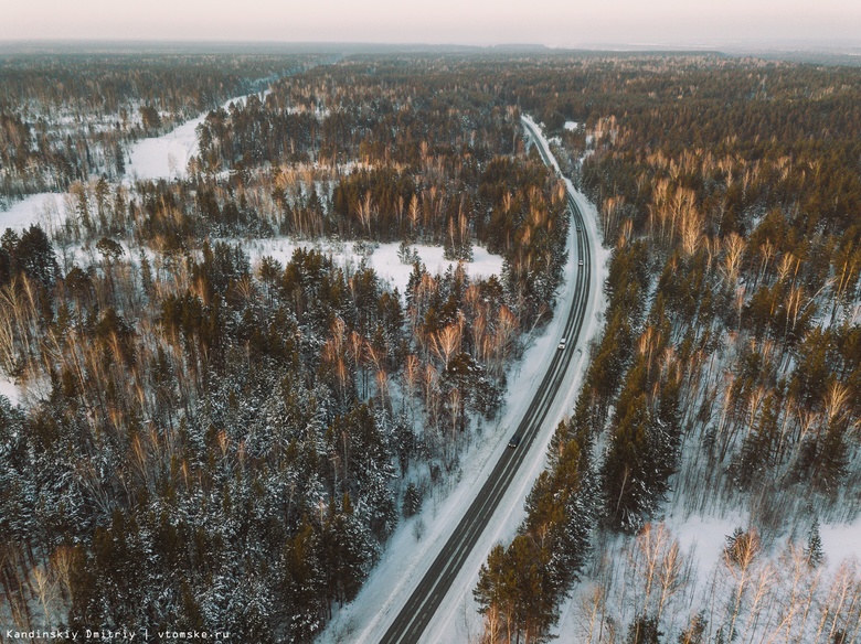Эксперты рассказали, сколько леса восстановили в Томской области за год