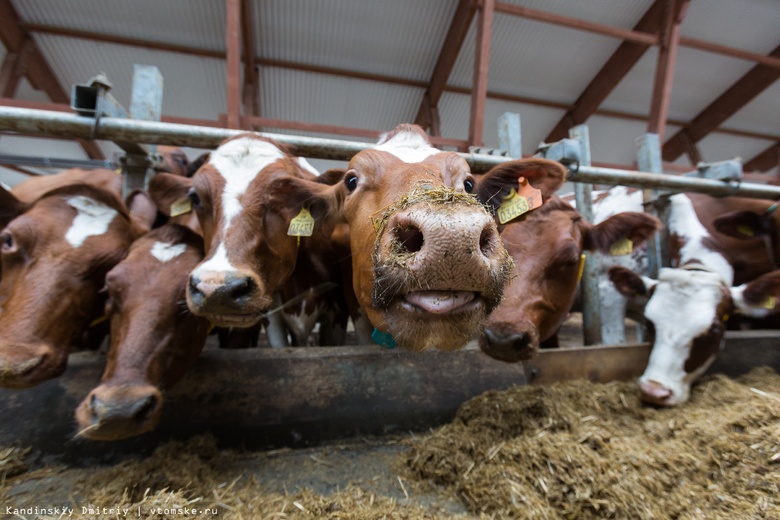 Порядка 200 коров удалось спасти из пожара на ферме в томском селе