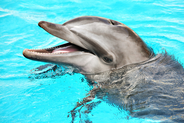 Ветеринары Томска не нашли серьезных нарушений в работе передвижного дельфинария