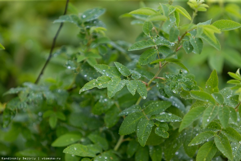 Дождевые сады планируют обустроить в Томске на местах, где не работает ливневка