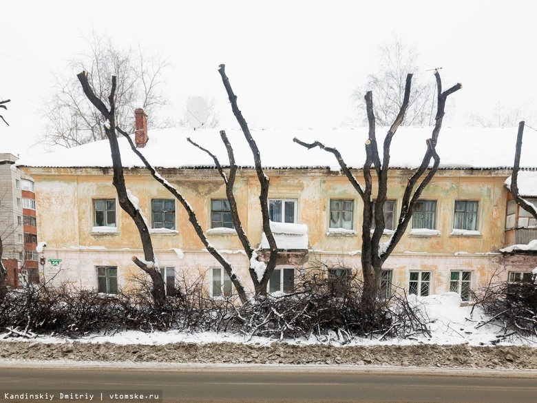 «Нужно не резать, а уничтожать»: мэр Томска о деревьях-обрубках на улицах города