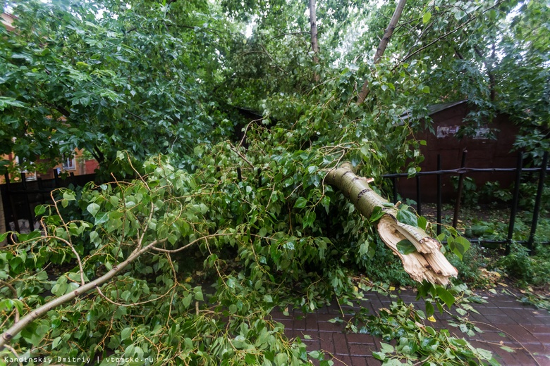 Шквалистый ветер привел к падению деревьев и обрыву проводов в Томске