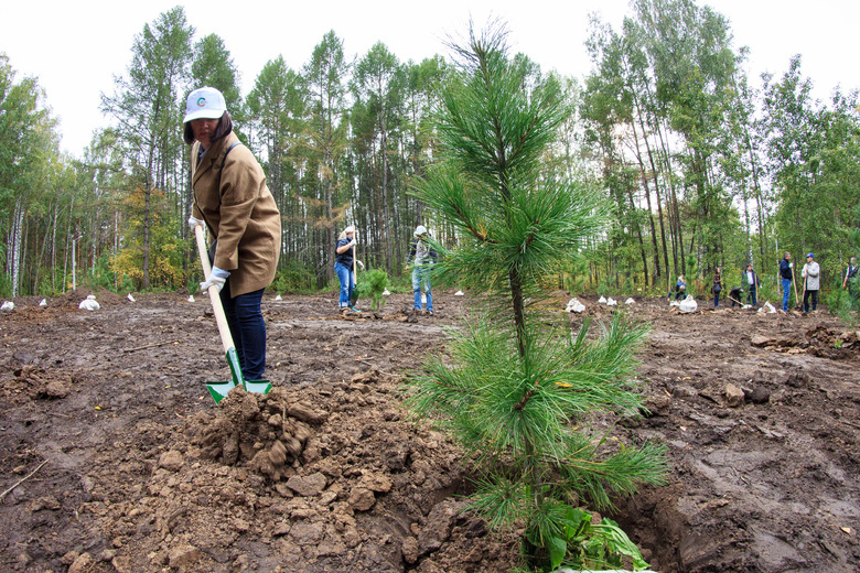 В лесах Томской области высадят 1,5 млн саженцев с закрытой корневой системой