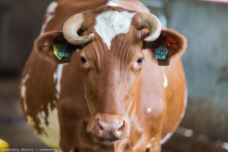 Восемь роботов для доения коров поставят на томскую ферму в 2018г