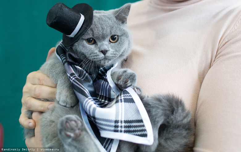 Джентльмен, Кармен и моряк: выставка кошек открылась в Томске