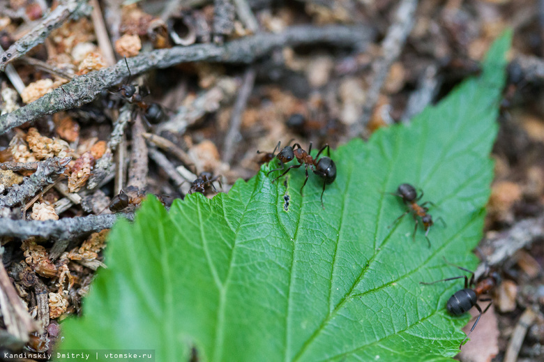 Уникальный большими муравейниками Кисловский бор станет охраняемой зоной (фото)