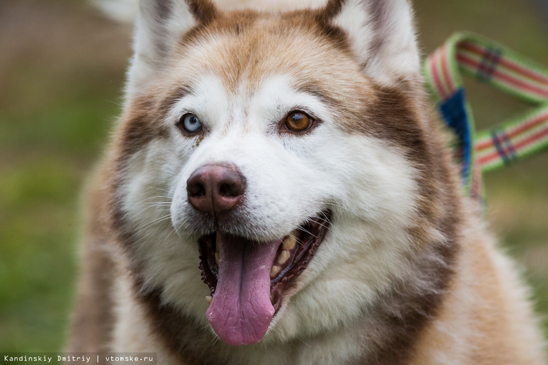 Первая площадка для выгула собак появится в Томске в 2017г