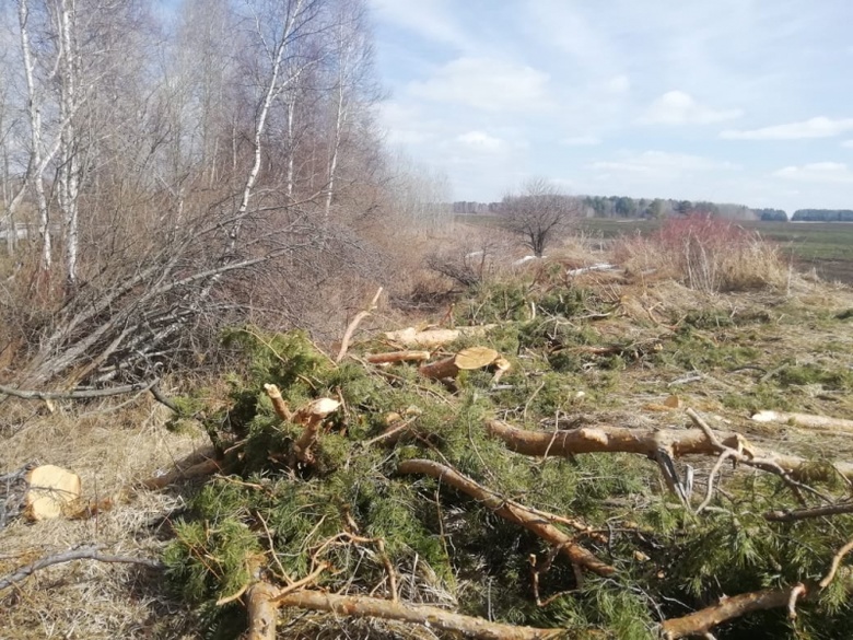 Житель деревни в Томской области незаконно спилил сосен на 360 тыс руб