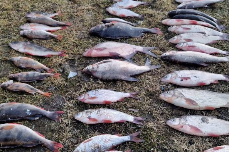 Сроки грозят 20 томичам за незаконный вылов около 600 особей рыбы во время нереста