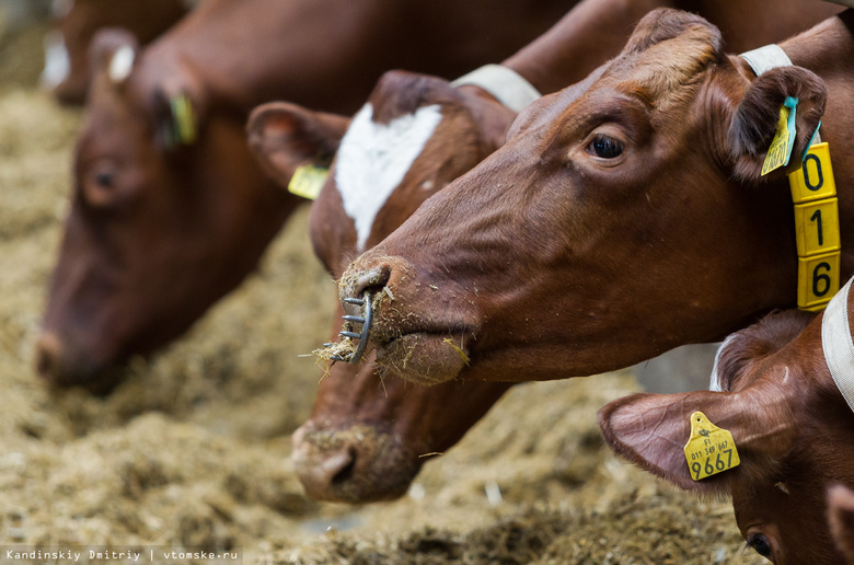 Томские фермеры начали маркировать коров, вводя чипы им в желудки