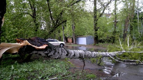 Из-за упавших деревьев на двух перекрестках образовались пробки (фото)