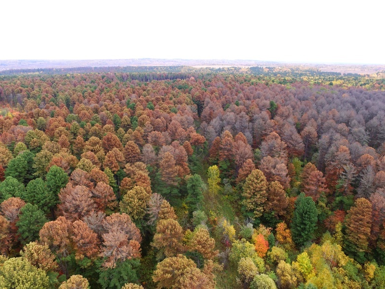 Очаги поражения леса от опасного короеда обнаружили в Томской области
