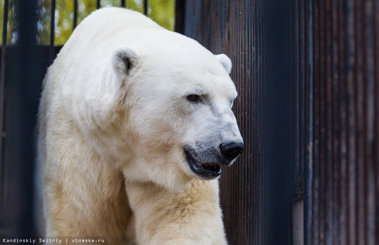 Северский зоопарк просит посетителей приносить игрушки для белого медведя Уда