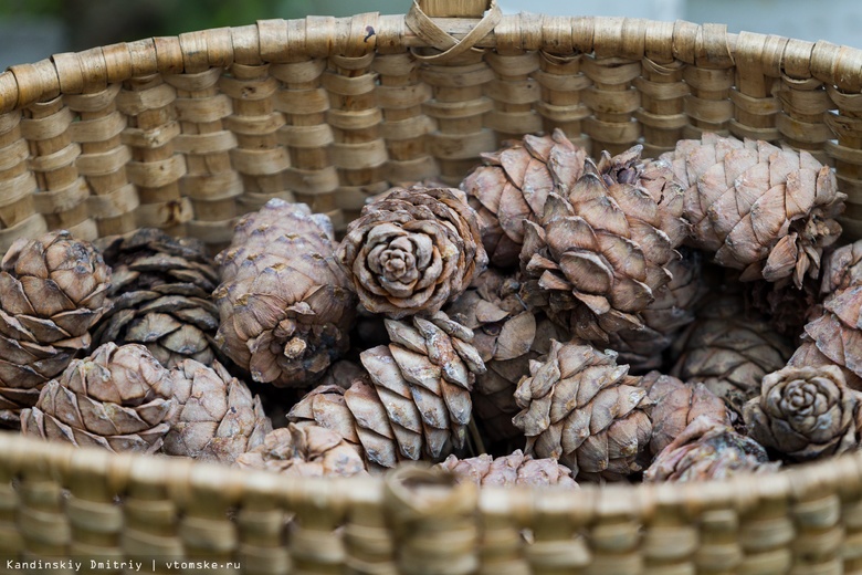 Экспорт кедрового ореха из Томской области сократился за год на 60%