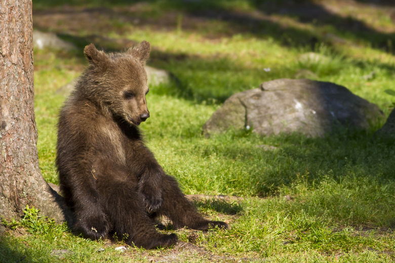 Следы медвежонка обнаружили томичи в районе села Богашево