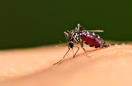 Ученые ожидают в этом году среднее количество комаров и мало мошки